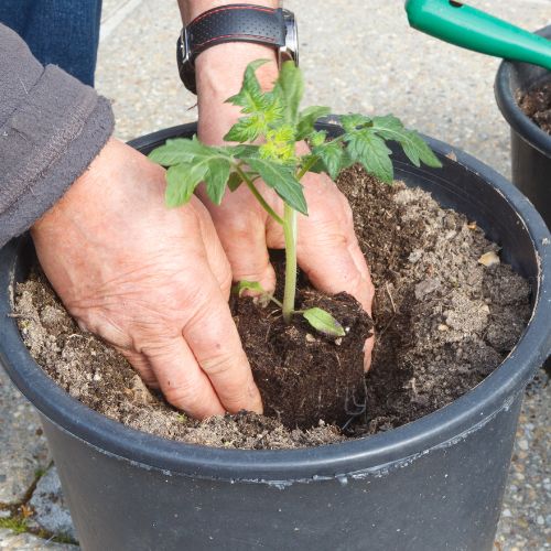 Gemüsepflanzen kaufen Zeulenroda Triebes