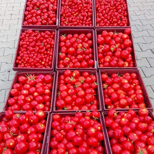 Frisches Gemüse aus eigener Ernte Zeulenroda Triebes